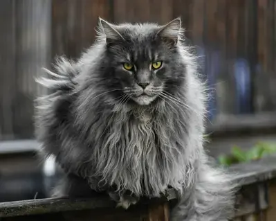 Chat main coon gris