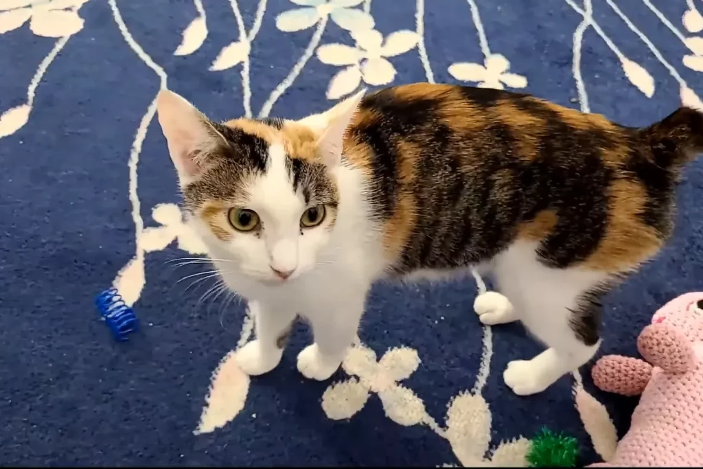 American Bobtail tricolore (écaille et blanc) debout sur un tapis bleu à motifs, queue courte