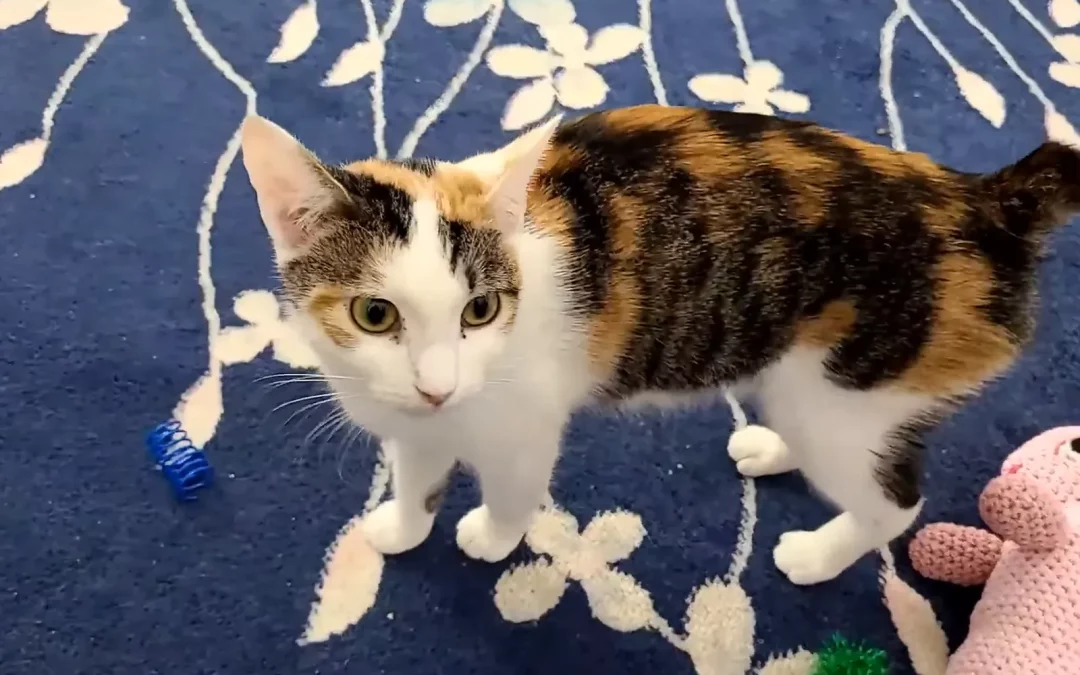 American Bobtail