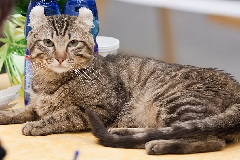 American Curl