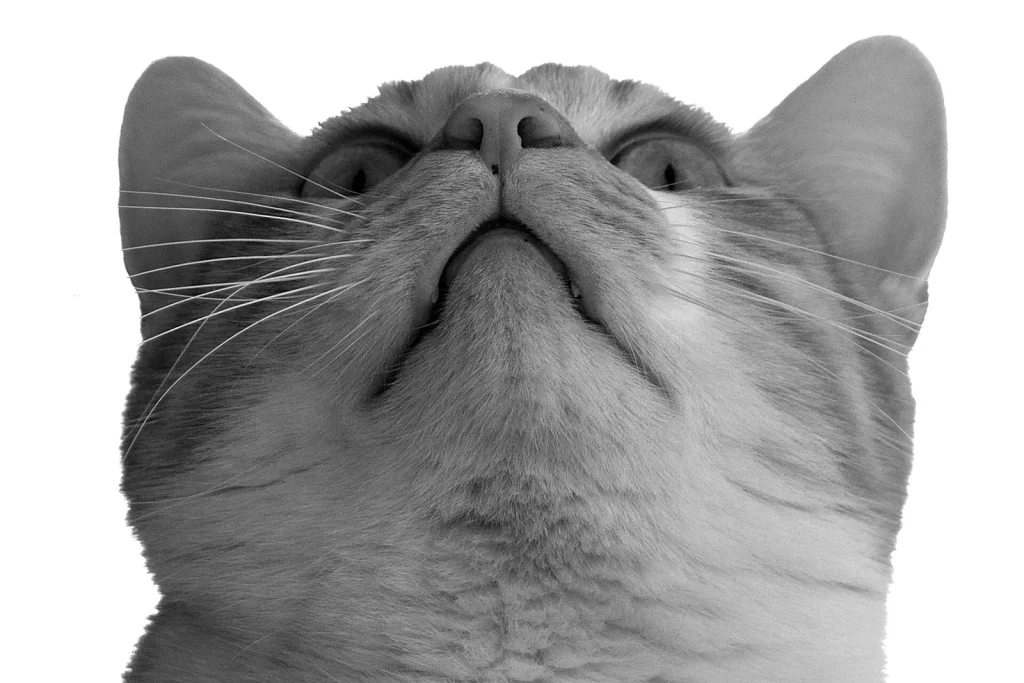 Tête d'American Shorthair gris tabby levée vers le haut, vue de dessous, sur fond blanc