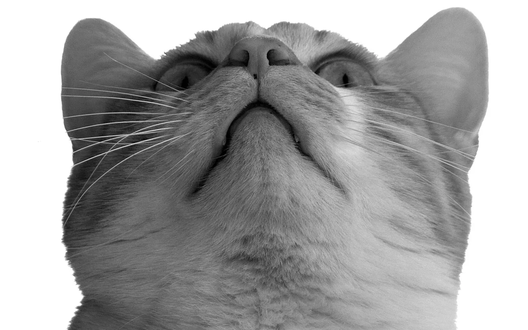 American Shorthair