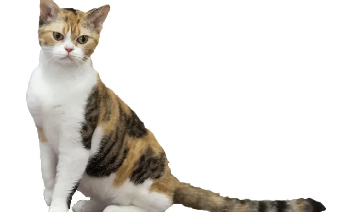 American Wirehair