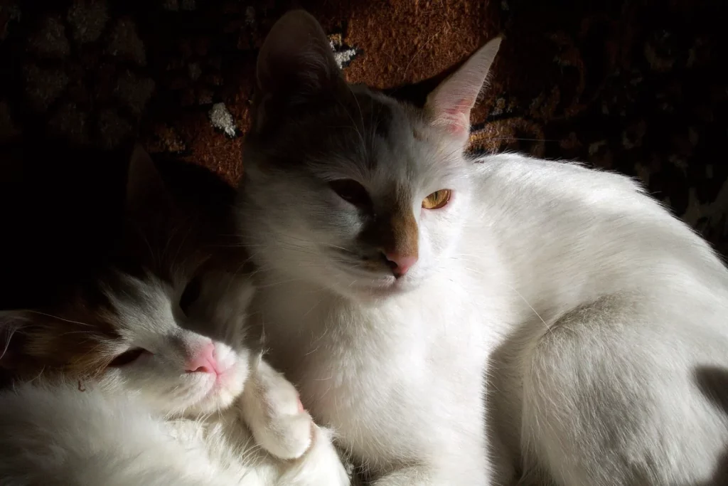 Deux chats Anatoli blancs couchés côte à côte, l'un à l'œil ambré, l'autre endormi