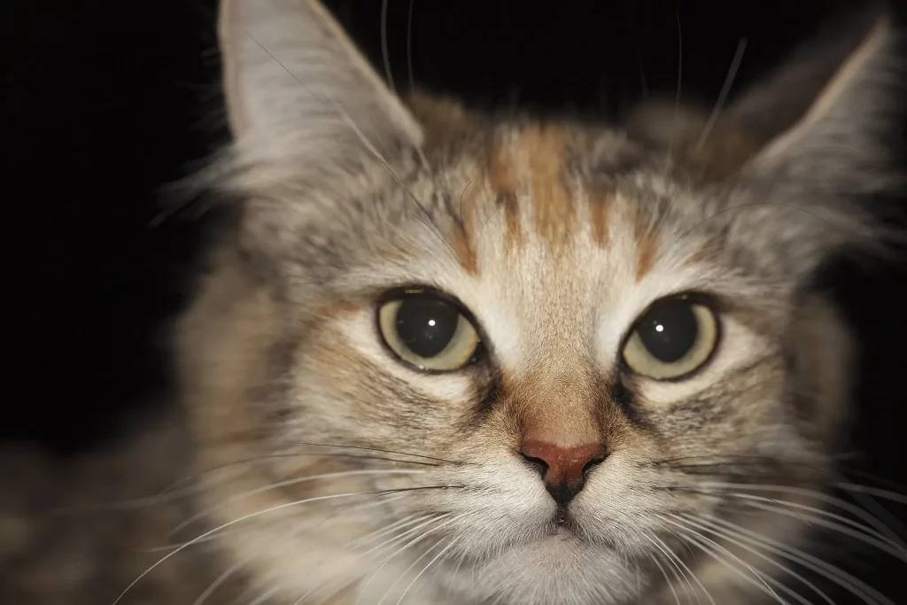 Gros plan sur la tête d'un Angora turc tabby écaille, grands yeux clairs et oreilles hautes