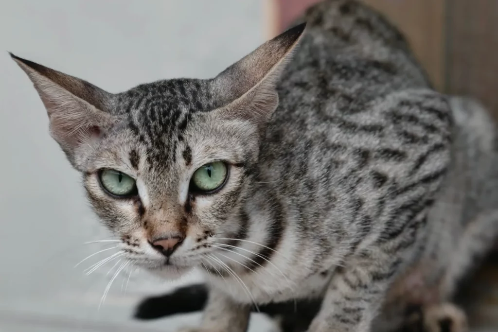 Chat de type Savannah argenté tacheté, aux grandes oreilles et aux yeux verts : les chats vendus comme Ashera étaient des Savannah
