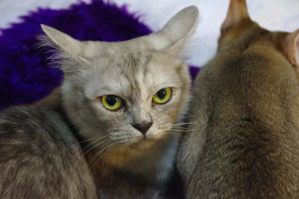 Chat Asian gris et crème aux yeux jaunes, assis devant un coussin violet, un second chat de dos