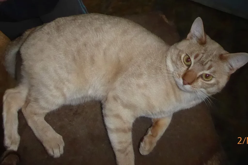 Australian Mist crème tabby couché sur le côté, la tête relevée vers l'objectif