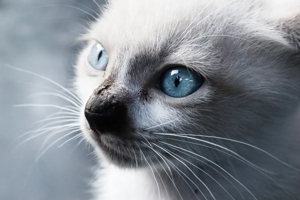 Gros plan sur la tête d'un Balinais point aux yeux bleus, masque gris et longues moustaches