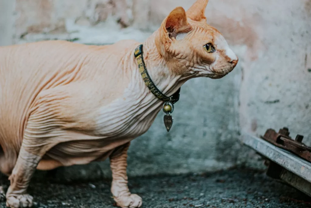 Chat nu de profil, corps bas sur de courtes pattes, peau plissée et collier vert