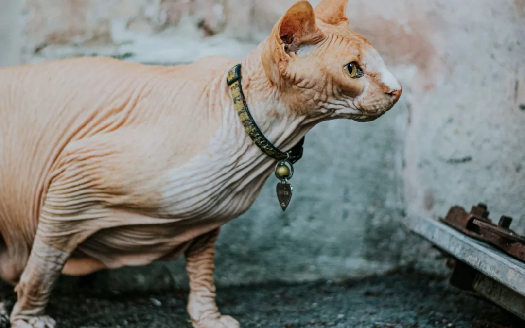 Bambino