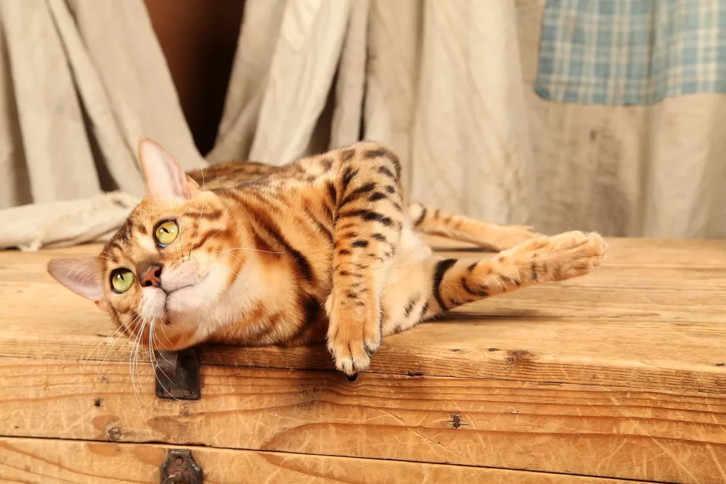 Bengal brown spotted à rosettes couché sur un coffre en bois, la tête tournée vers l'objectif