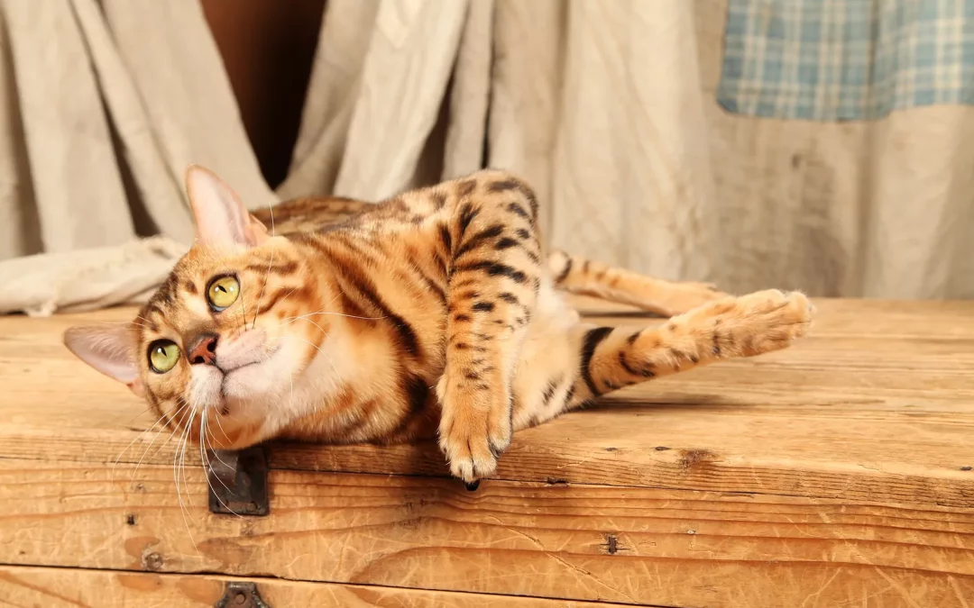 Bengal