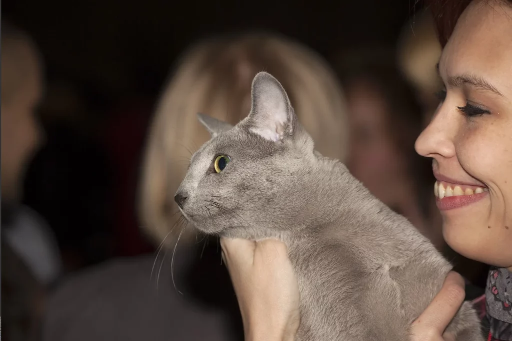 Bleu Russe au pelage gris-bleu et aux yeux verts, tenu dans les bras d'une femme souriante