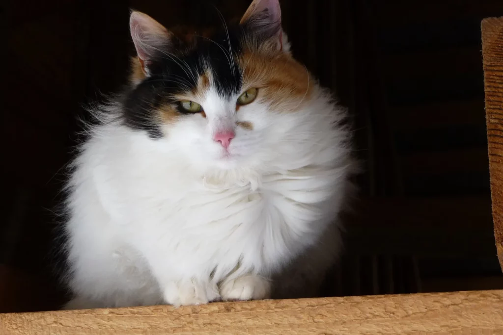 Bobtail Japonais tricolore à poil mi-long, blanc taché de noir et de roux, assis de face