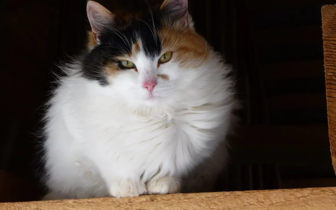 Bobtail japonais