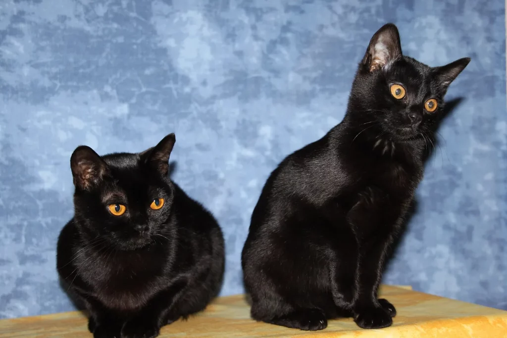 Deux chats Bombay noirs aux yeux cuivrés assis côte à côte sur fond bleu