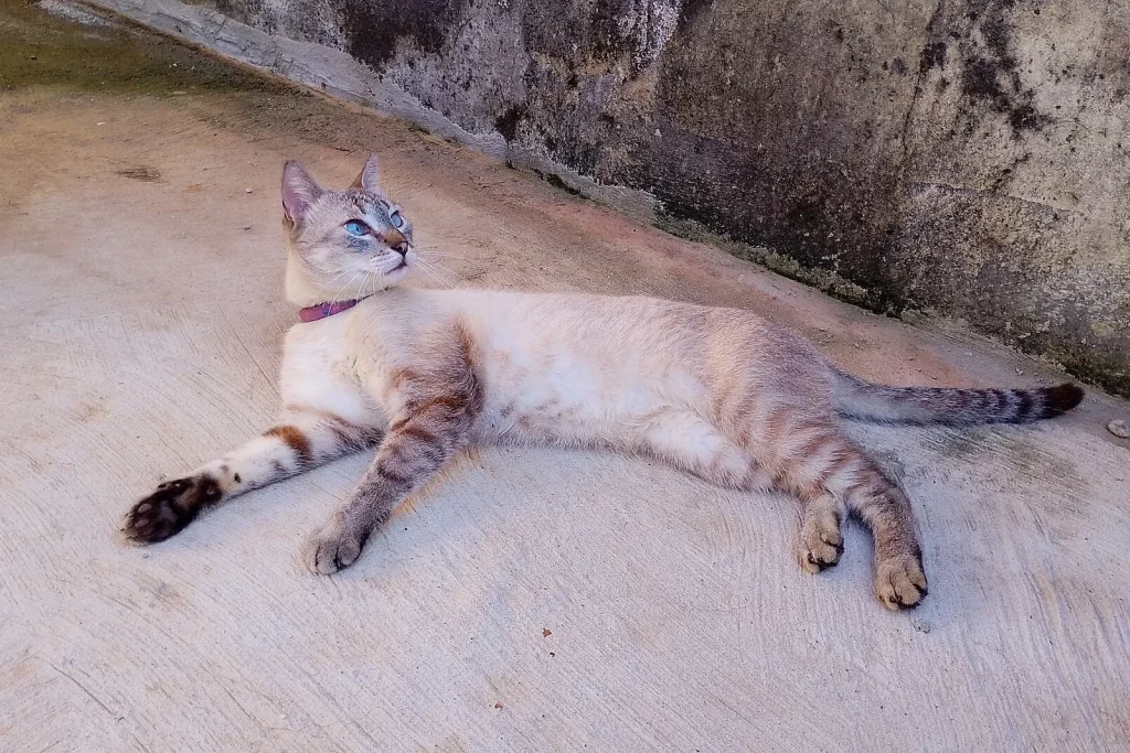 Brazilian Shorthair point aux yeux bleus allongé sur un sol clair, tête tournée vers le haut