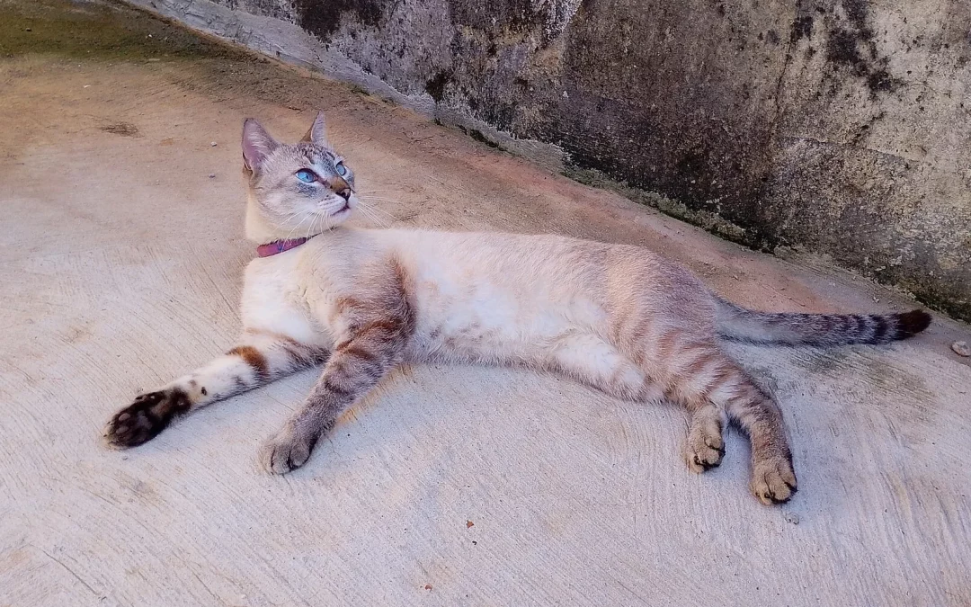 Brazilian Shorthair