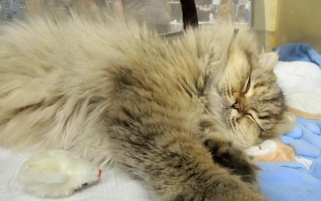 British Longhair
