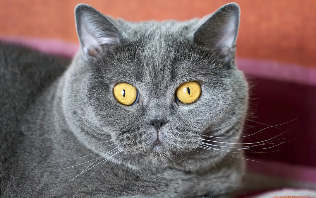 British Shorthair