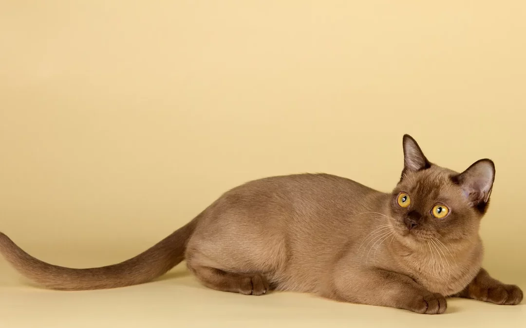 Burmese américain