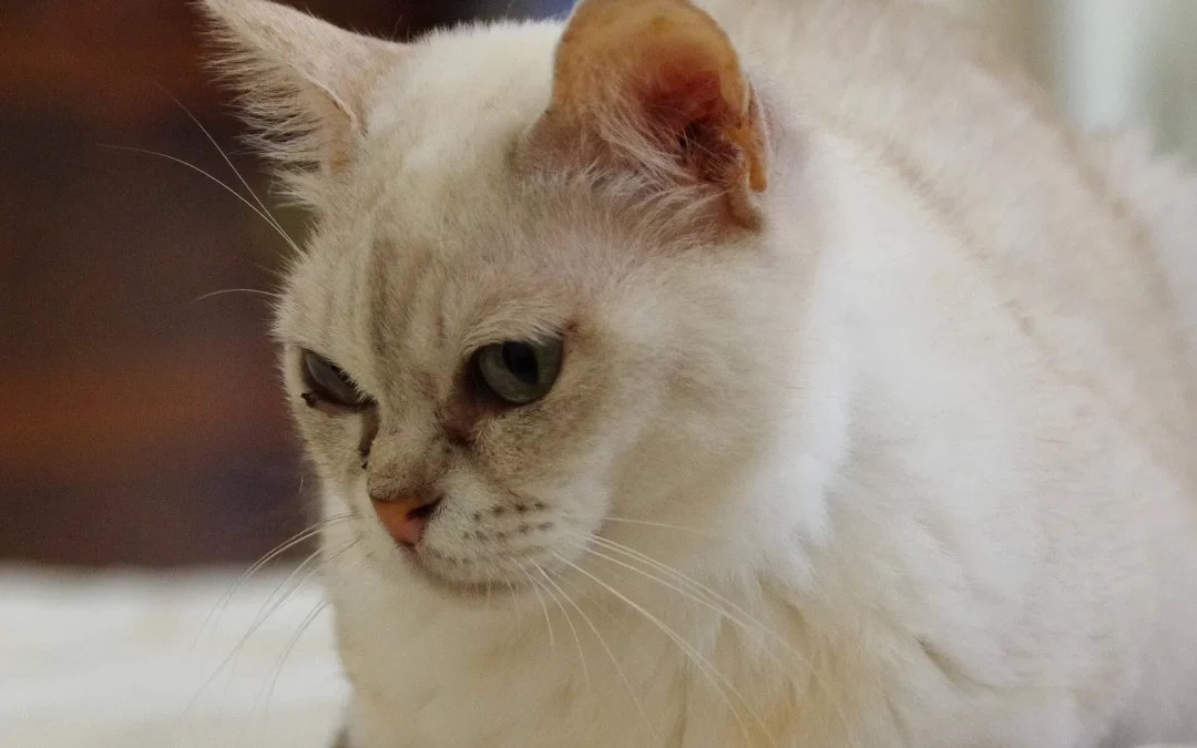 Burmilla