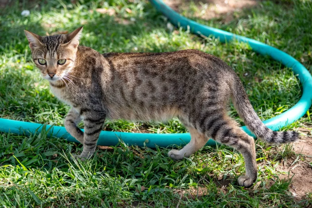 Chat tabby tacheté de profil, marchant dans l'herbe, queue annelée