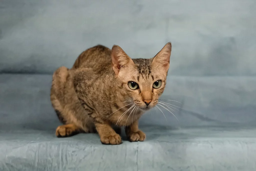 Chat tiqueté brun doré aux grandes oreilles et aux yeux verts, sur fond bleu