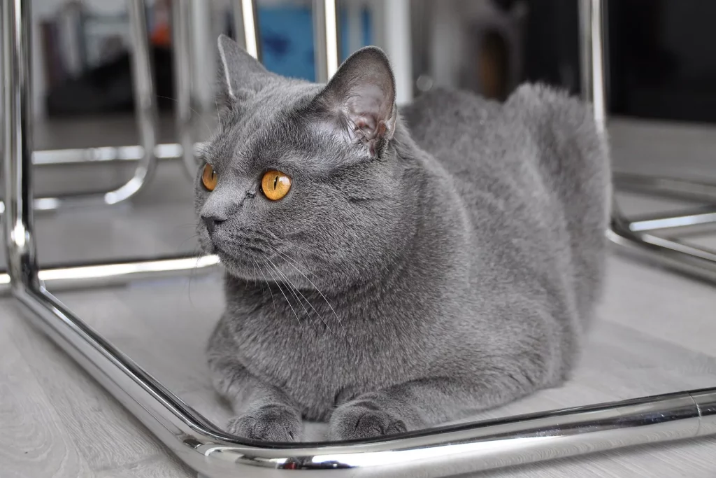 Chartreux gris-bleu aux yeux orange couché en sphinx, silhouette trapue et fourrure dense