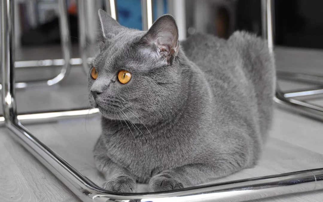 Chartreux