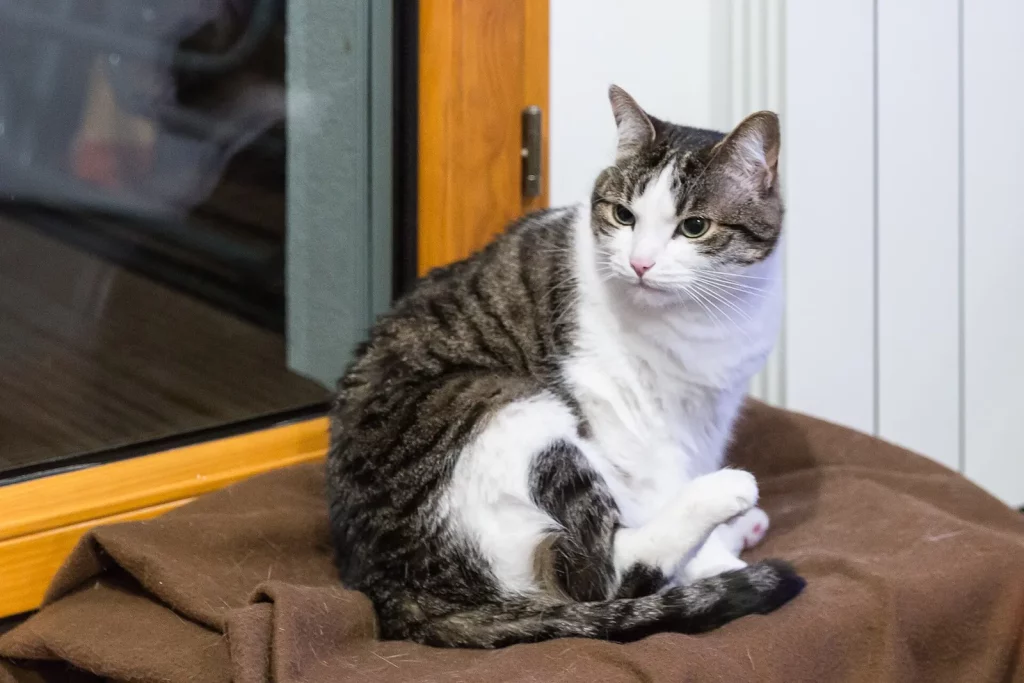 Chat de gouttière tabby brun et blanc assis sur une couverture près d'une fenêtre