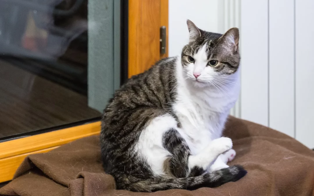 Chat de gouttière