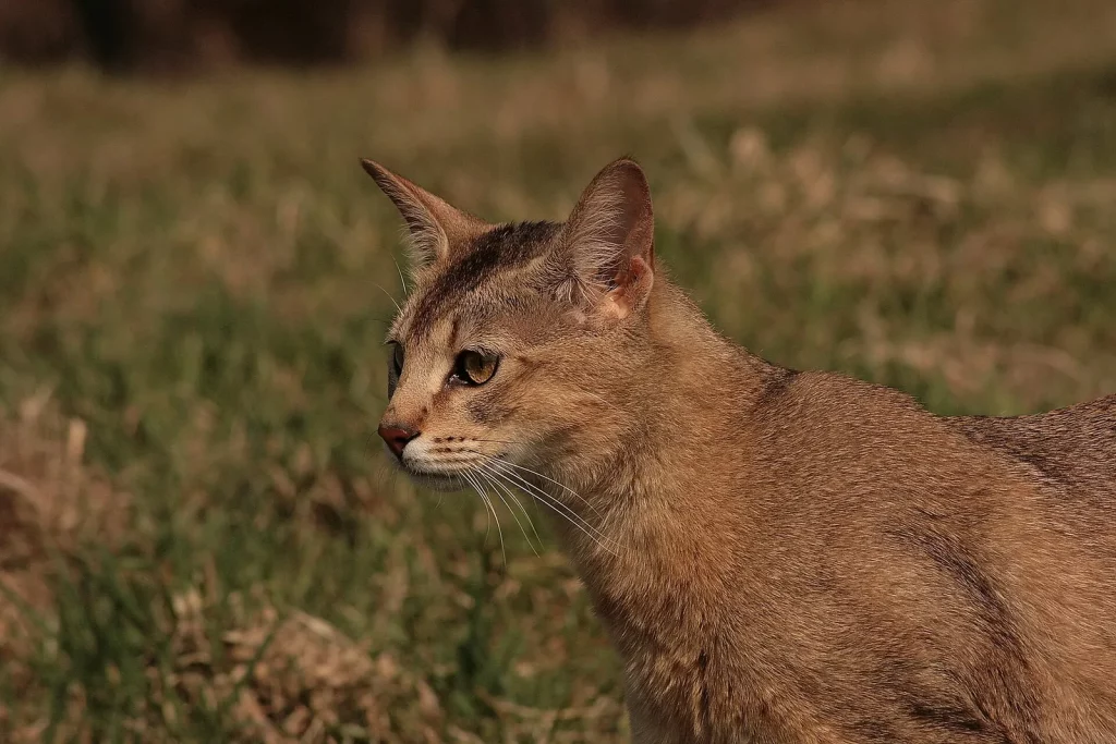 Chausie au pelage fauve uni et aux oreilles hautes, de profil dans une prairie