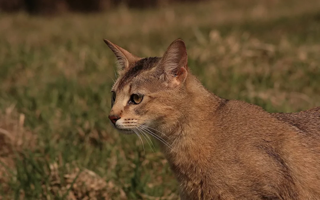 Chausie