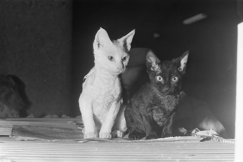 Deux chatons Cornish Rex, un blanc et un noir, au poil frisé et aux grandes oreilles, photo en noir et blanc