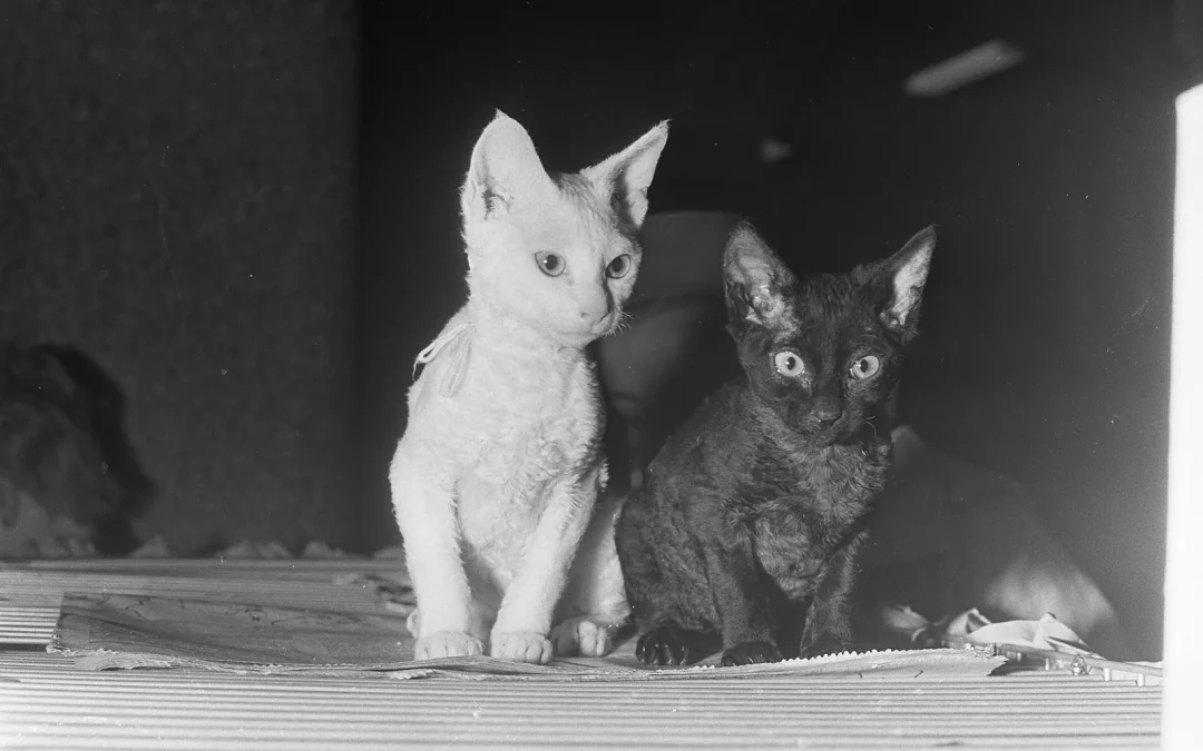 Cornish Rex