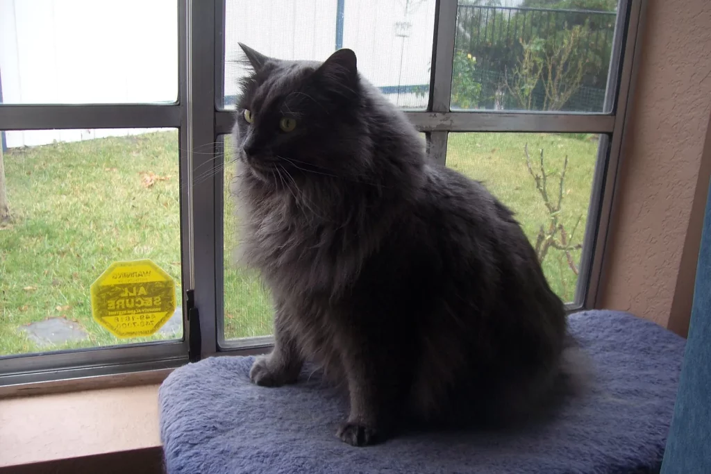 Cymric noir à poil mi-long assis sur un coussin devant une porte-fenêtre