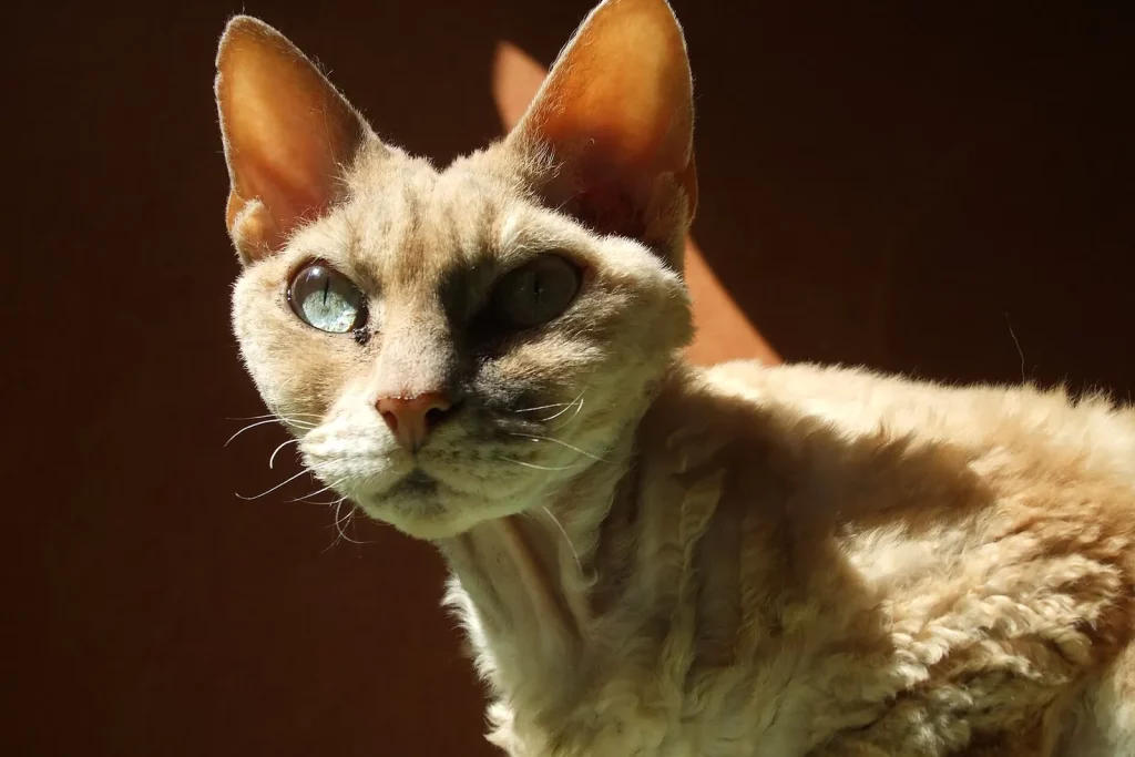 Devon Rex crème au poil ondulé, grandes oreilles et yeux clairs, éclairé par le soleil