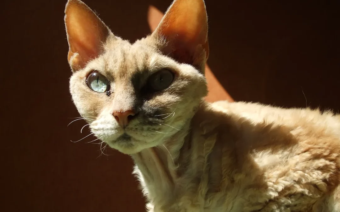 Devon Rex
