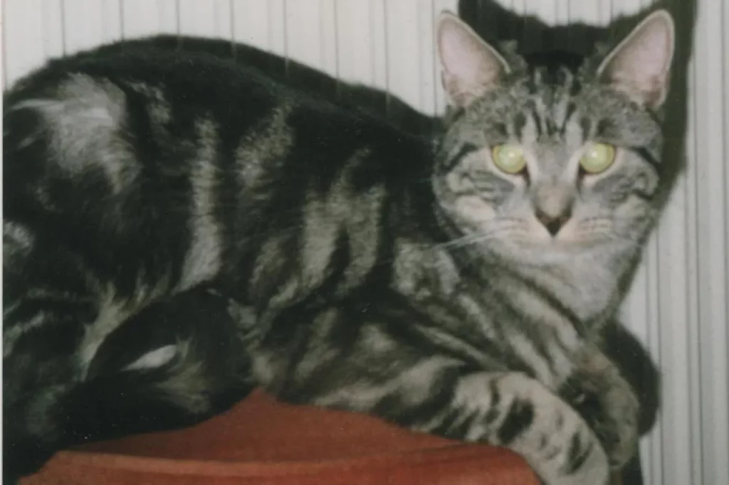 Chat européen tabby gris couché, yeux verts tournés vers l'objectif