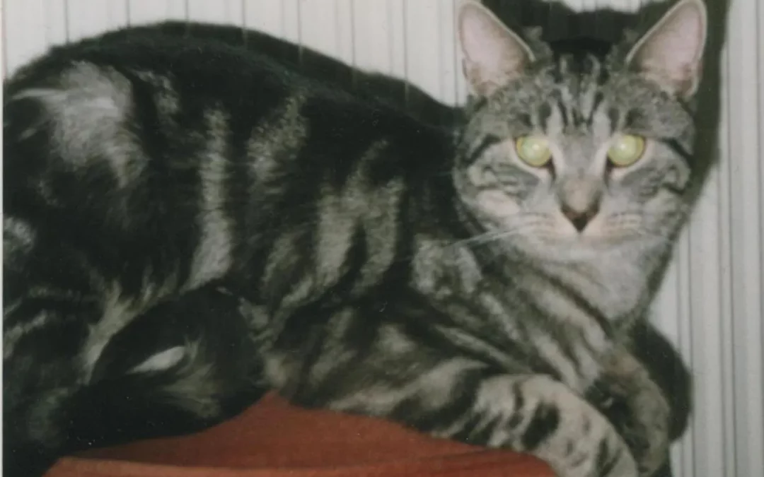Chat européen
