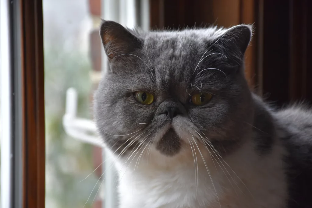 Exotic Shorthair bleu et blanc au nez court et aux yeux cuivrés, près d'une fenêtre