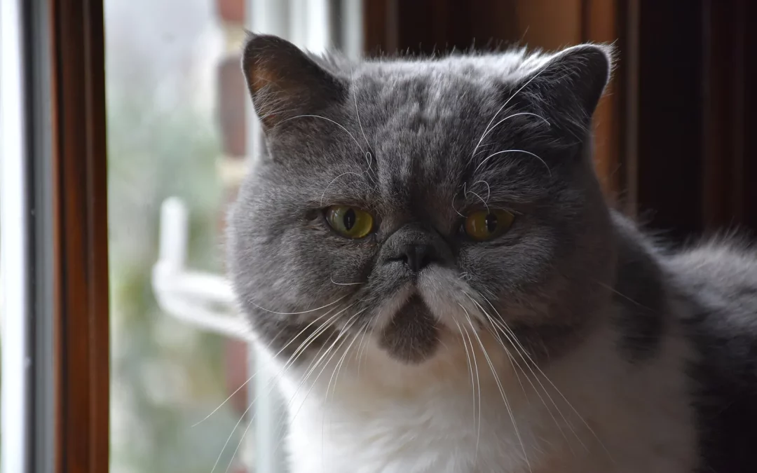 Exotic Shorthair