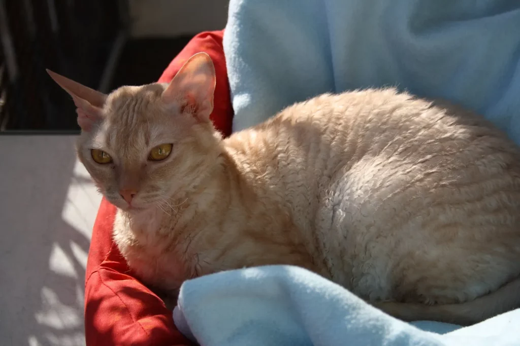 German Rex roux clair au poil frisé couché sur une couverture bleue et un coussin rouge