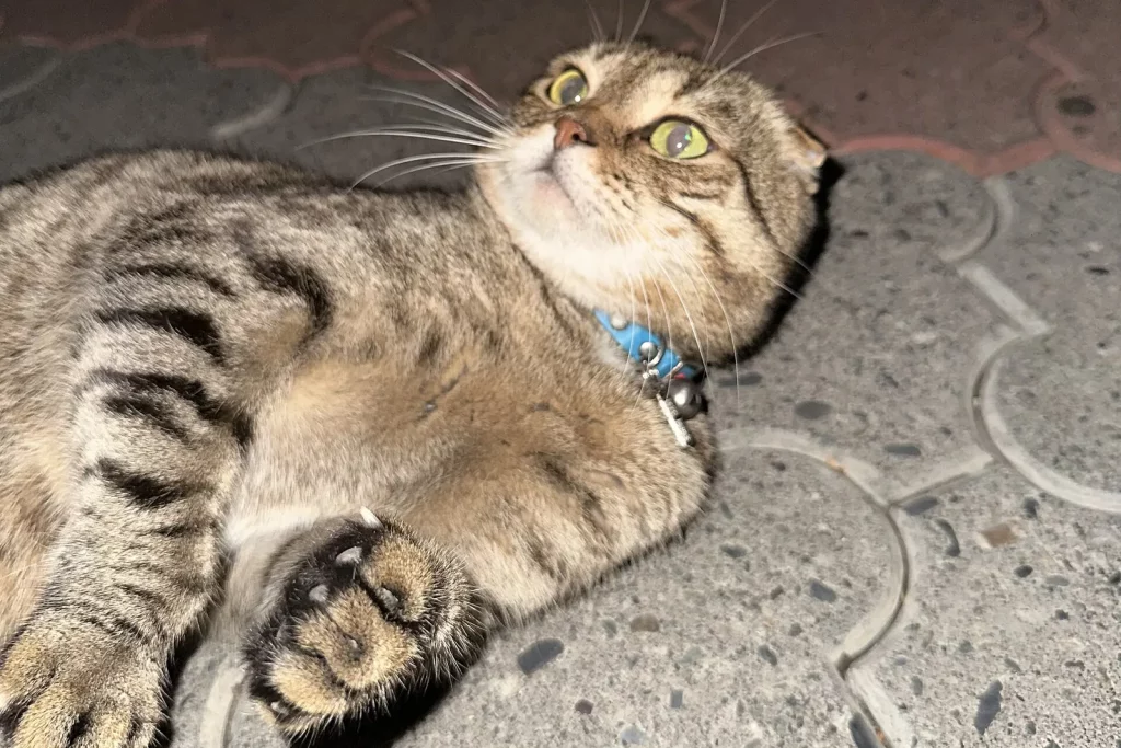 Chat Fold tabby brun aux oreilles repliées, couché sur le dos et regardant vers le haut