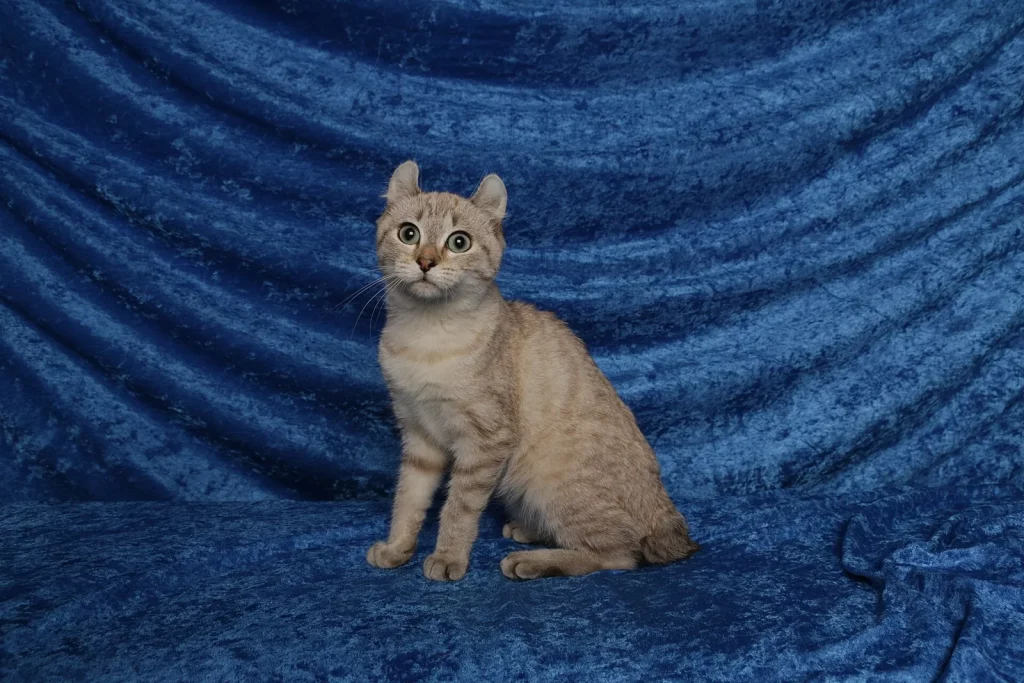 Highland Lynx tabby roux clair aux oreilles recourbées, assis sur un drap bleu