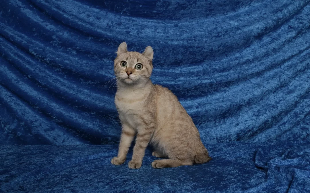 Highland Lynx