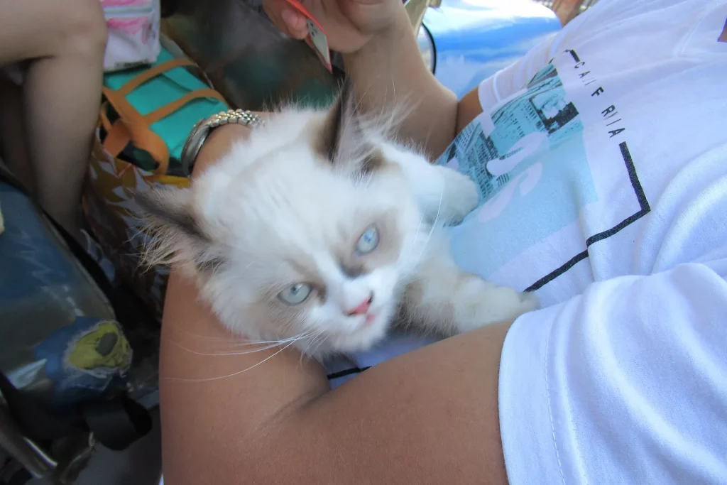 Chaton Himalayen colourpoint à poil long et aux yeux bleus, tenu dans les bras