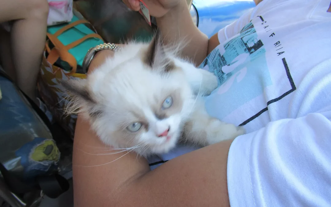 Himalayen